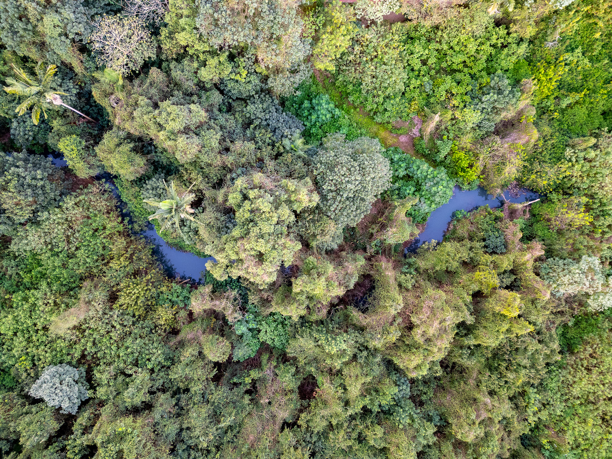 Atlantic Forest, Carapicuíba