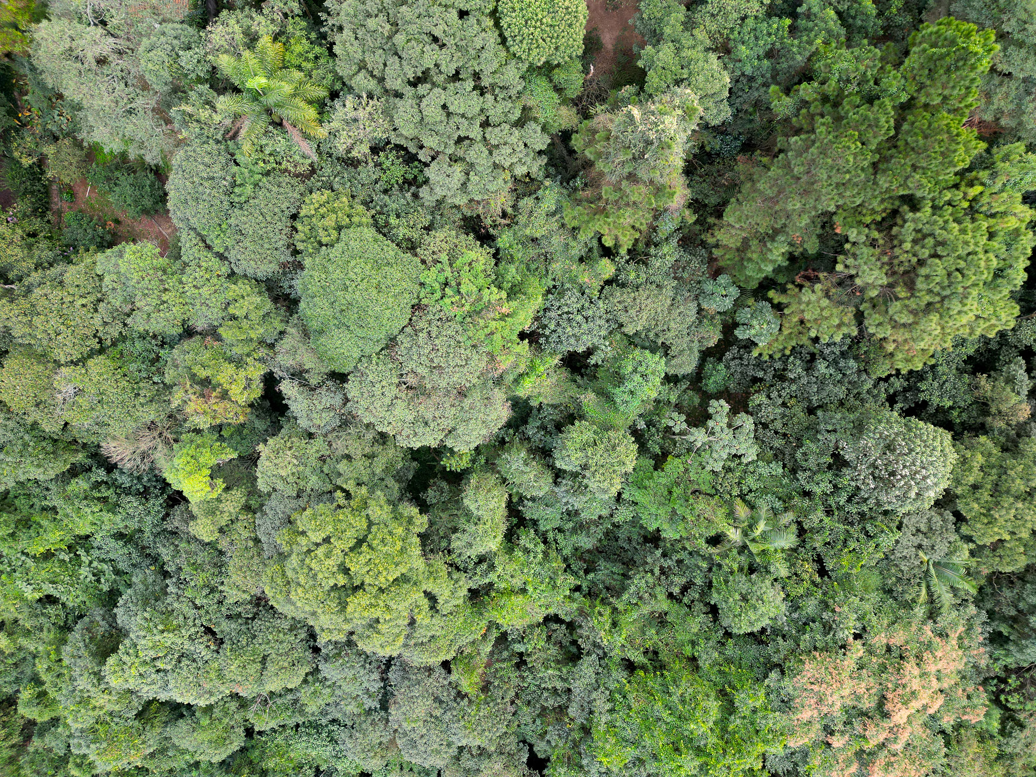 Atlantic Forest, Carapicuíba, São Paulo, Brazil