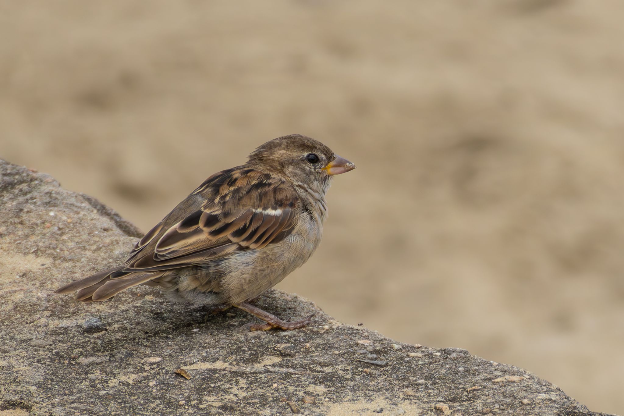 RF-S 55-210mm F5-7.1 IS STM