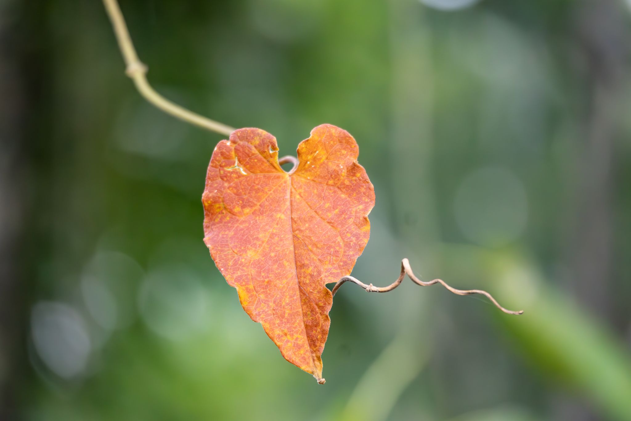 Red Morning Glory leaf