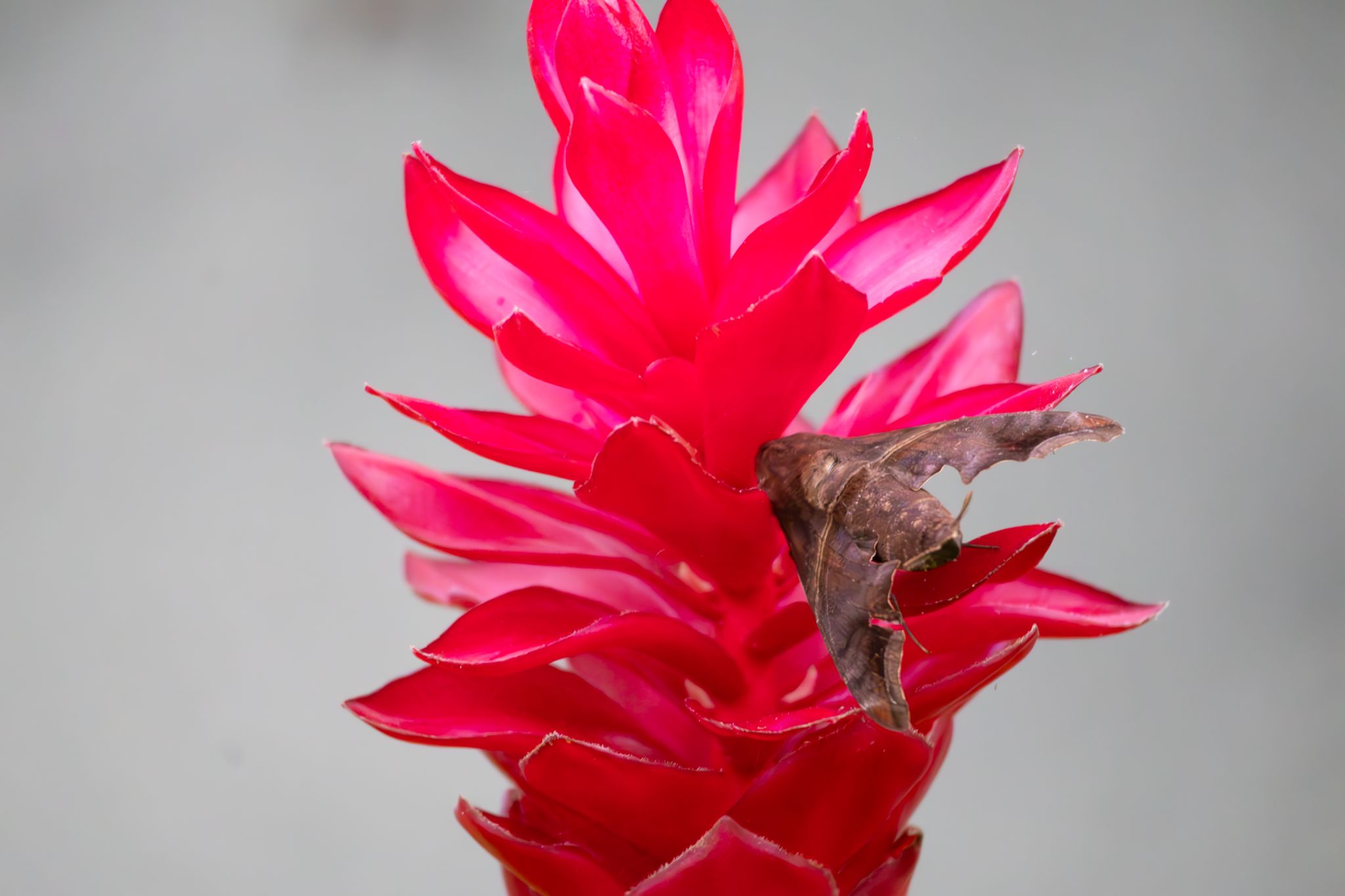 Enyo lugubris- / Alpina Purpurata