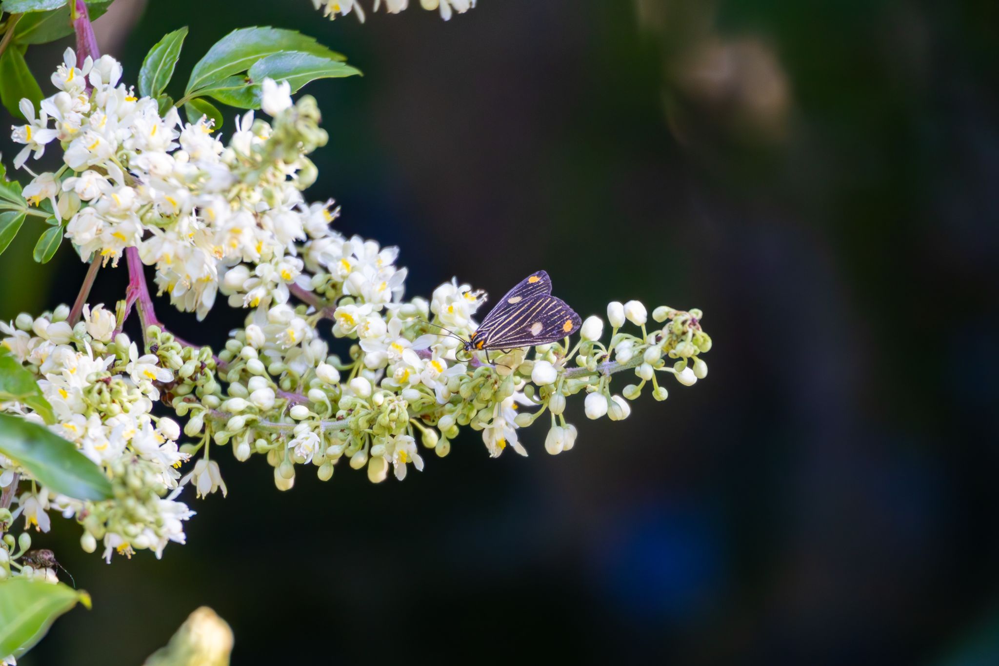 IMG 5197 Enhanced NR