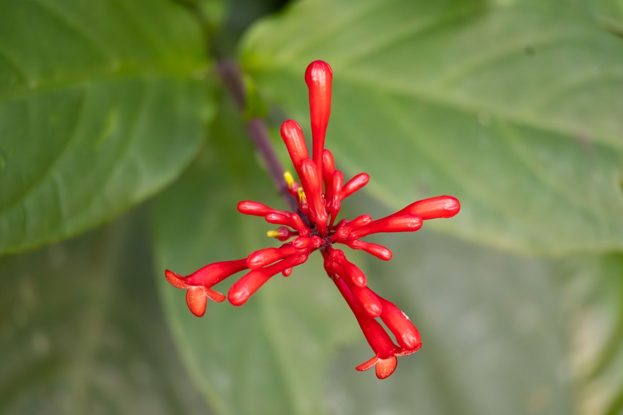 IMG 5520 Enhanced NR