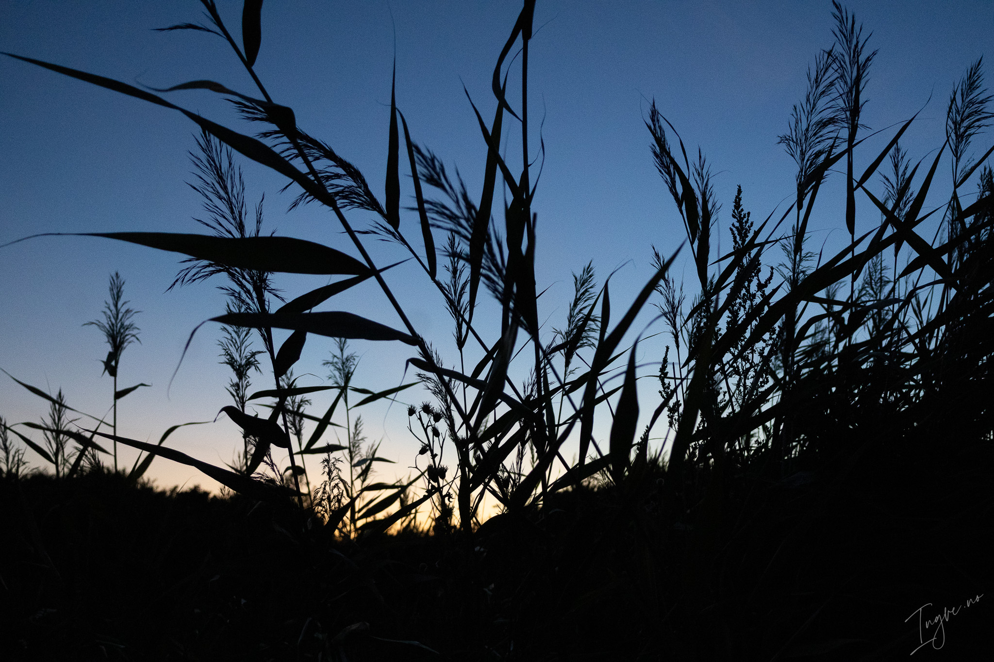 Grass