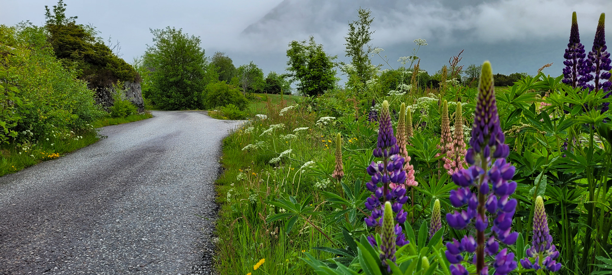 Roadside Flowers, Sogn