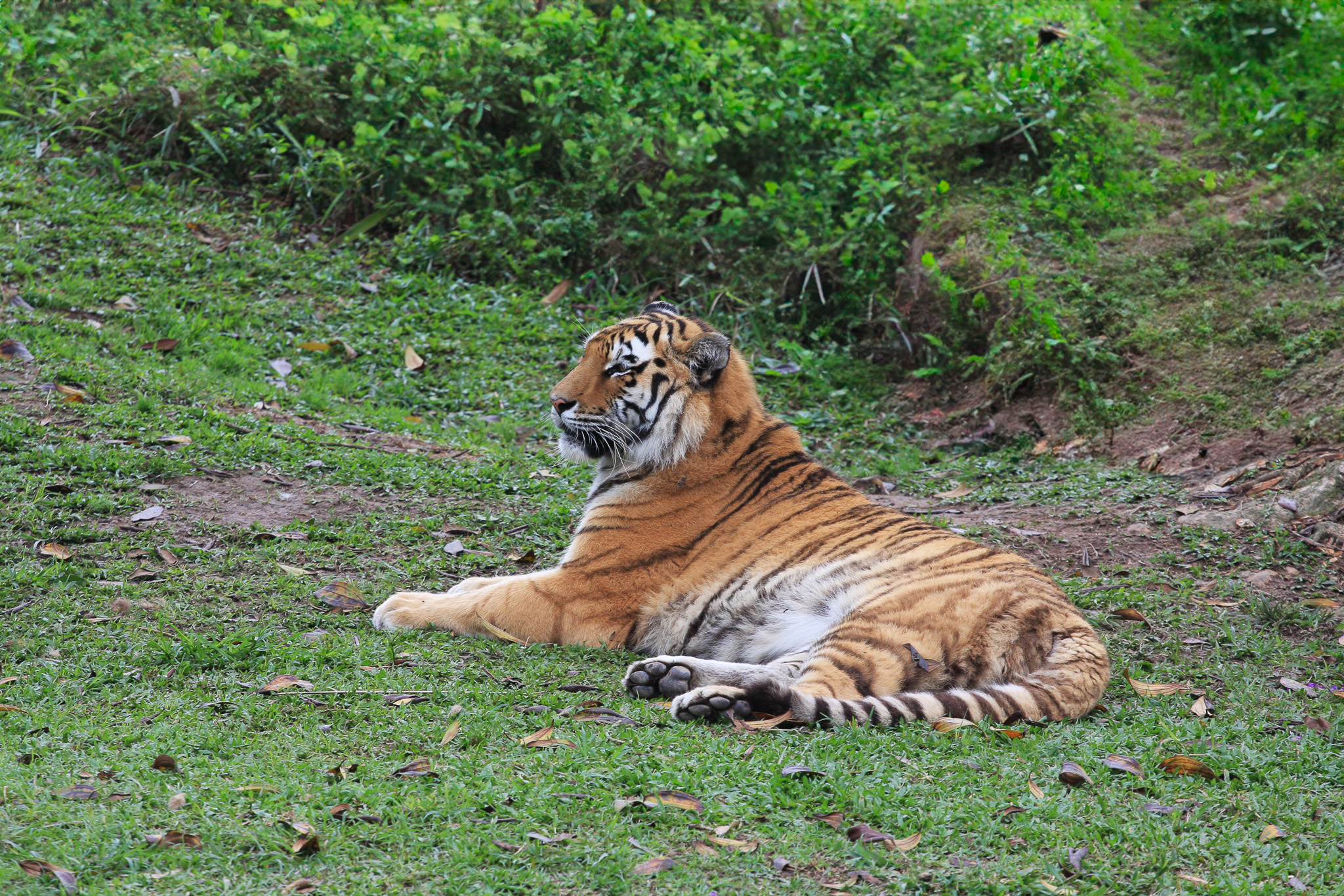 Tiger, São Paulo Zoo