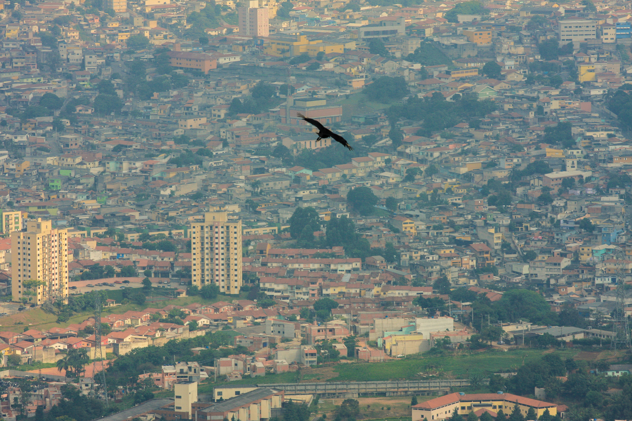 Vulture, São Paulo